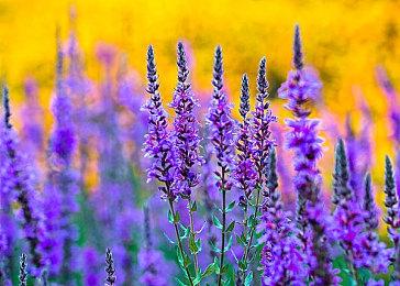 迎接2021东京电玩展 《怪物猎人：崛起》首次打折促销