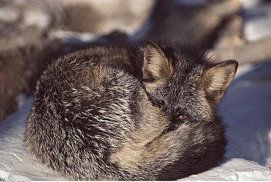 谨防山寨游戏 未授权《血源诅咒》手游通过澳洲评级